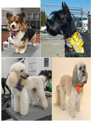 are dog grooming businesses profitable