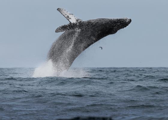 Whale Watching And Fishing Charter