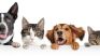 Veterinary Company - At Home Services