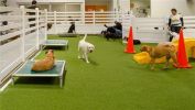 Dog Daycare - Boarding And Grooming