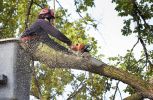 Tree Service Franchise - Top Rated, Established